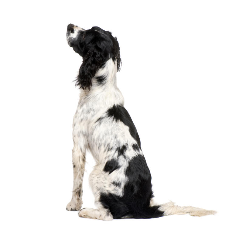 Black And White Short Hair English Springer Spaniel