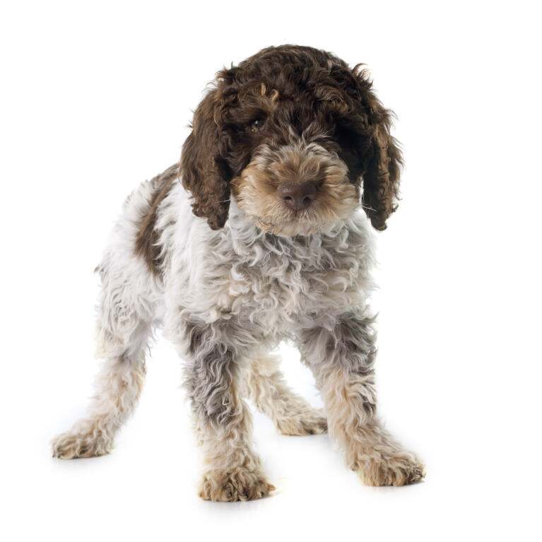 Bolognese Dog Sale Australia Bolognese Dog Sale Australia