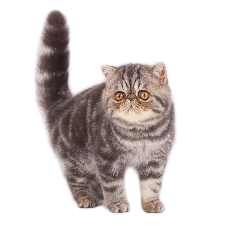 Exotic Shorthair Katzen Informationen Zu Den Bienenarten Omlet