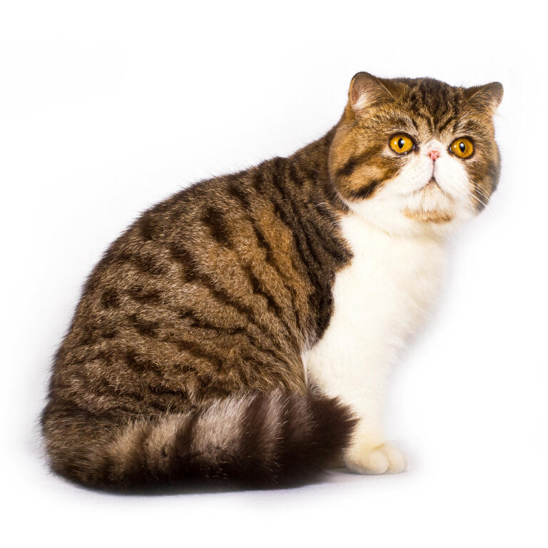 exotic shorthair tabby baby costume
