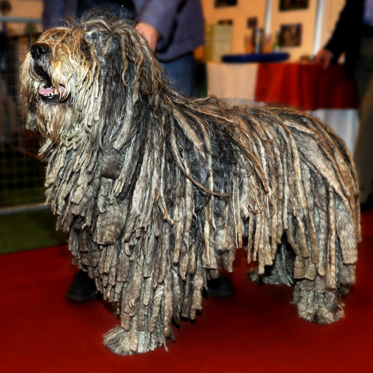 Bergamasker Hund