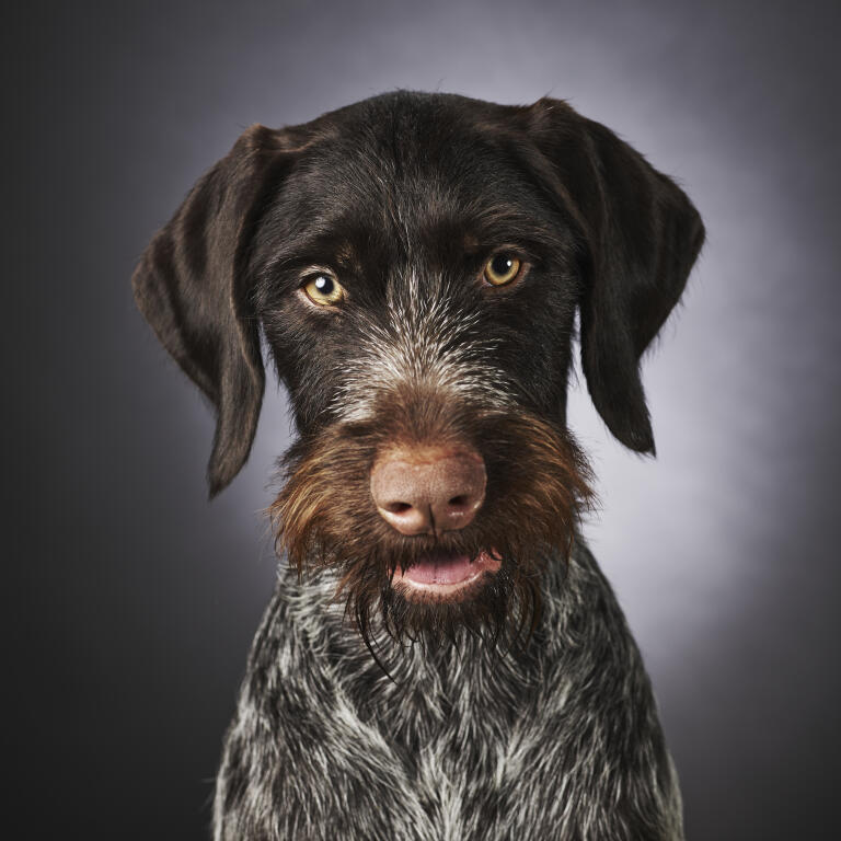 Bearded dog german wirehaired pointer cheap