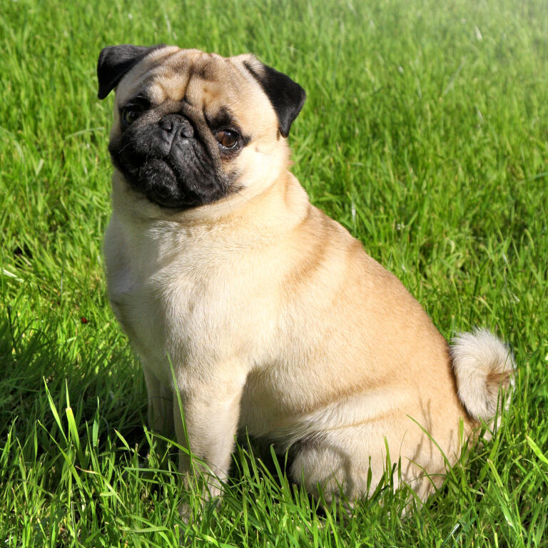 Playful Dog Breeds India Playful Dog Breeds India