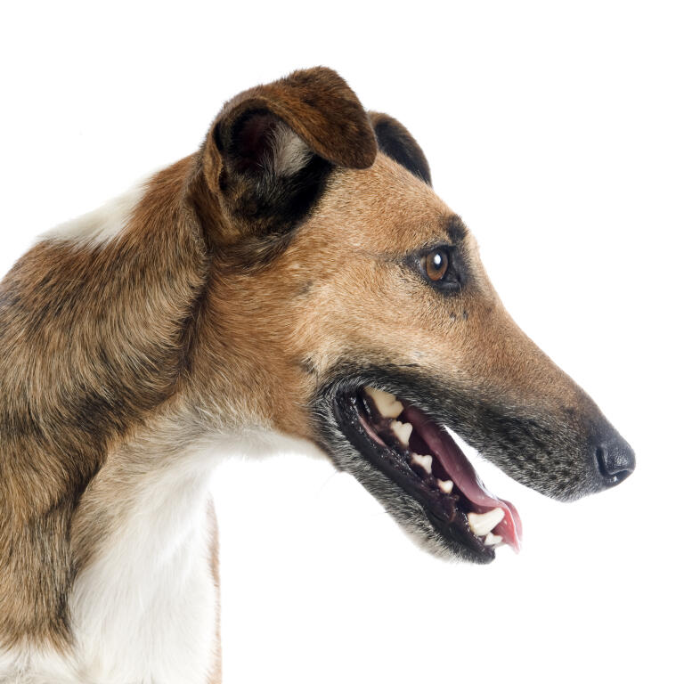 Foxterrier Glatthaar Hunde Informationen Zu Den Bienenarten Omlet