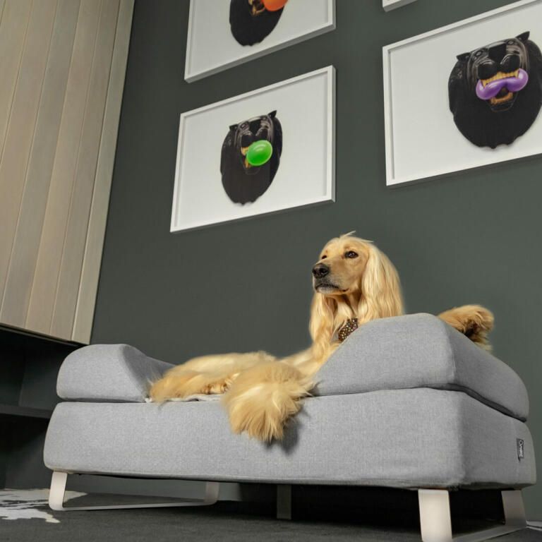 dog sofa topper