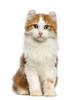 American Curl (Langhaarig)