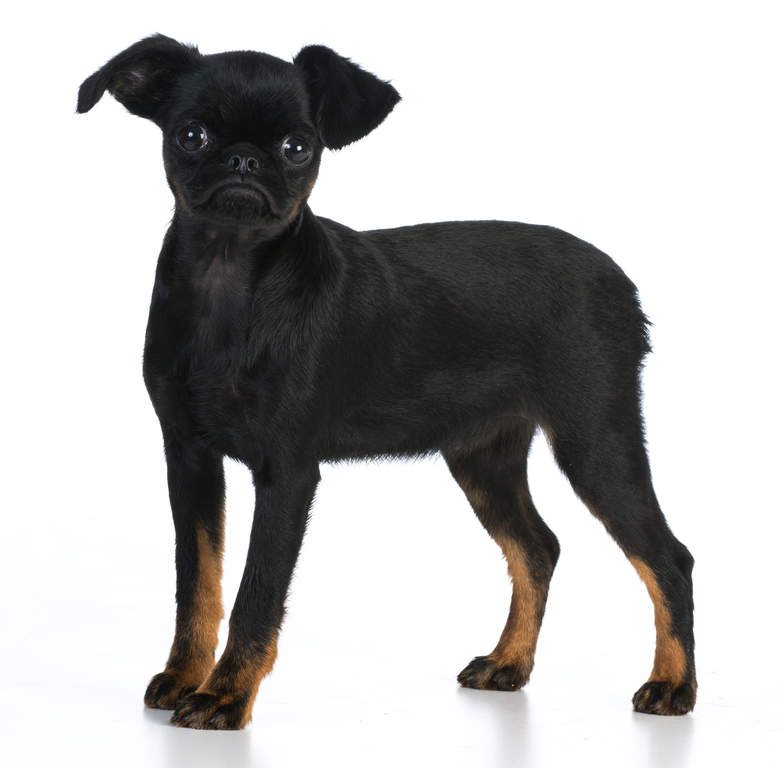 Belgischer Zwerggriffon Hunde Informationen Zu Den