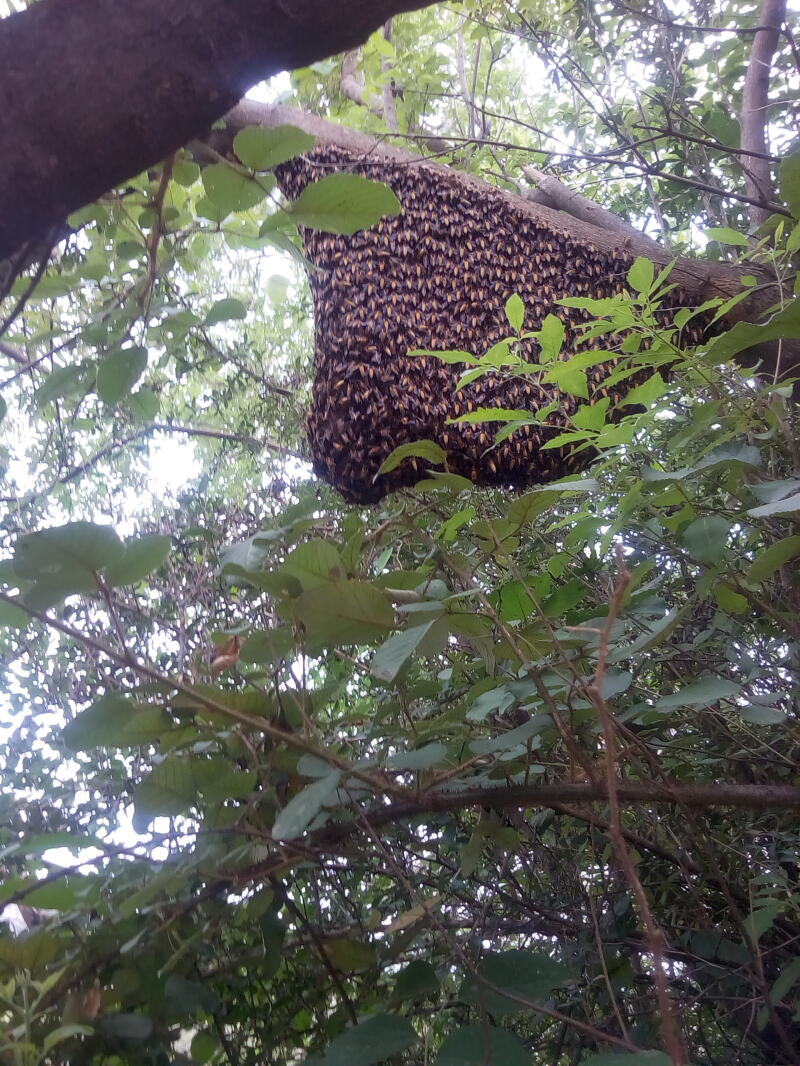 Wie viele Bienen braucht man, um ein Glas Honig