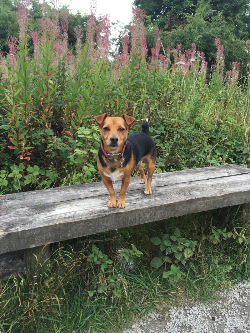 Jack Russell Terrier Hunde Informationen Zu Den Bienenarten Omlet Jack Russell Terrier Hunde Informationen Zu Den Bienenarten Omlet