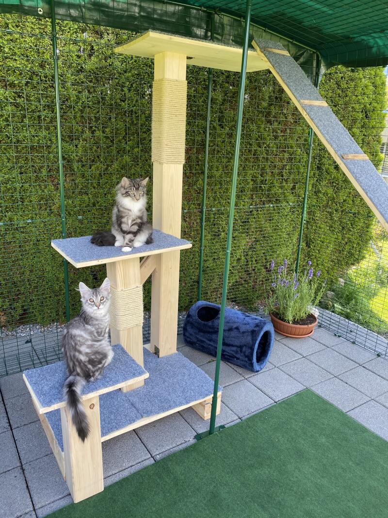 Outdoor Katzengehege Katzen Omlet