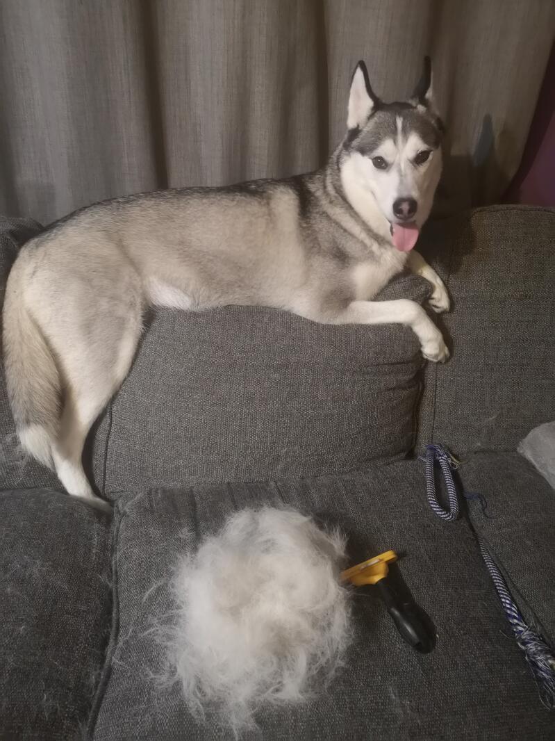 Siberian Husky Hunde Informationen Zu Den Rassen Omlet