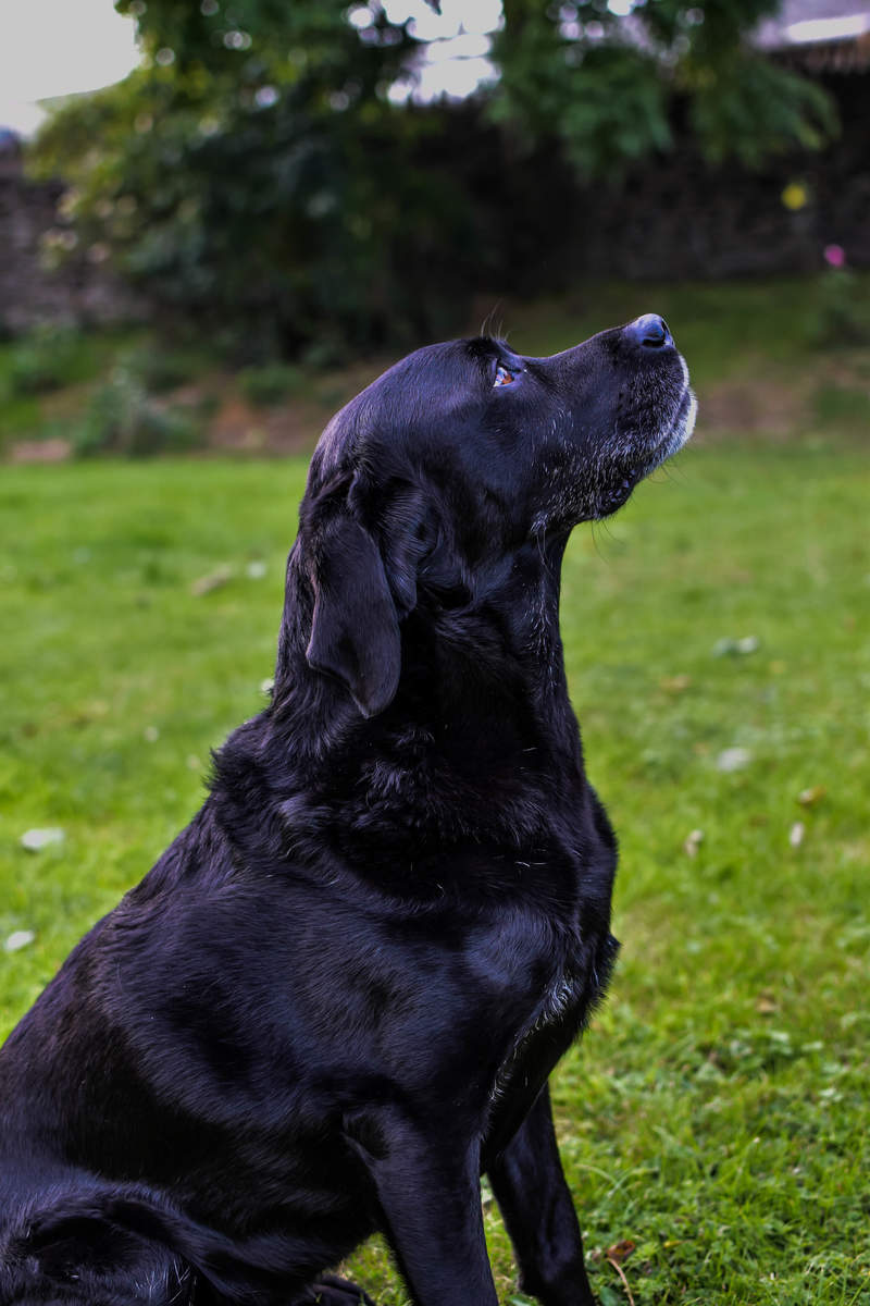 black labrador coat