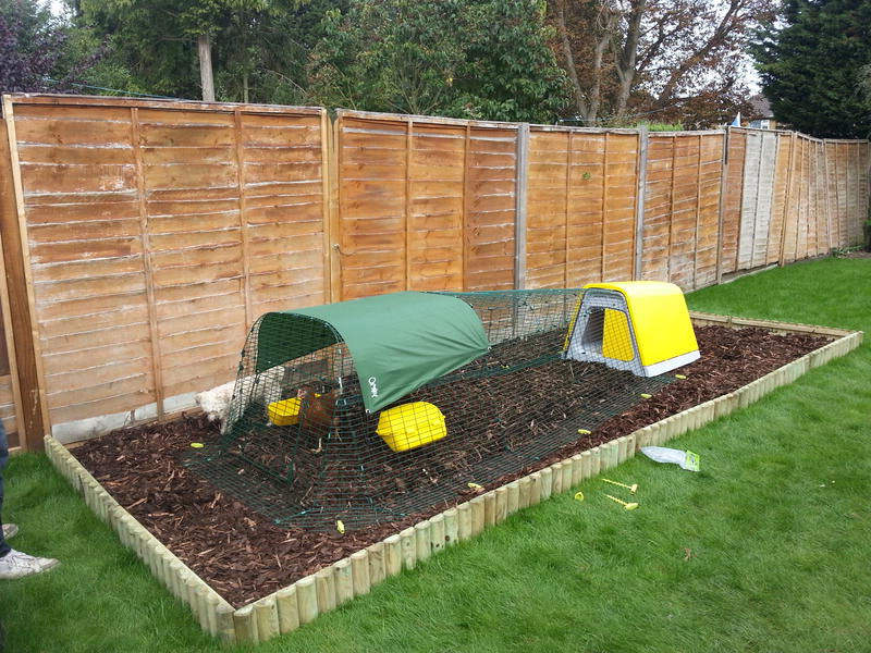 Customer Images - Eglu Go Chicken House - ( 30 of 59 )