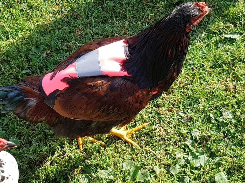 Hühnerweste Hühnerfeder-Schutzweste Weit verbreiteter reflektierender Schutz für den Mann für Zuhause Shanrya Haustier-Enten-Sicherheitsweste Grün