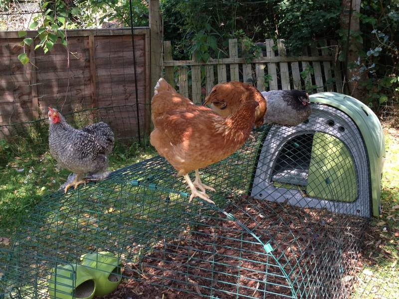 Eglu Classic Chicken Coop | Chicken Keeping | Shop | Omlet UK