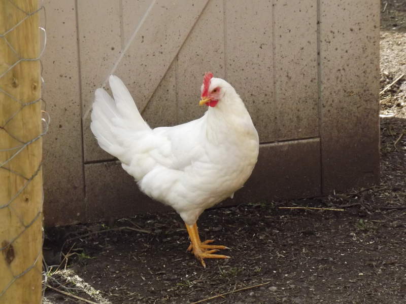 Leghorn Hühner Leghorn zu verkaufen