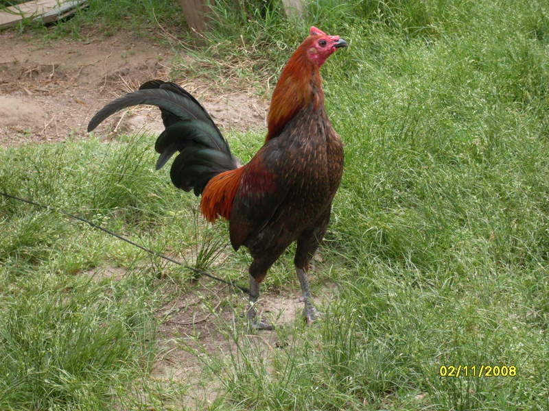 Old English Game Chickens Old English Game Chickens