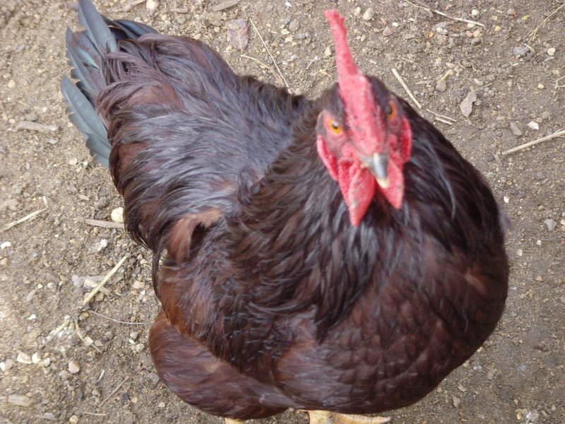 Rhode Island Red
