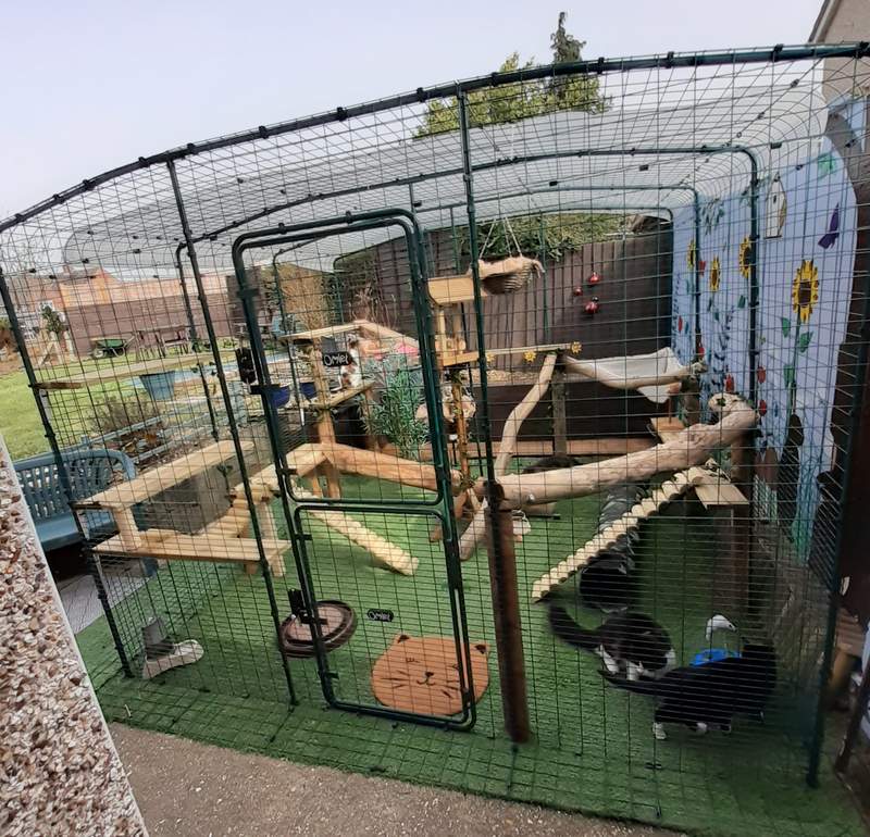 large cat run outside