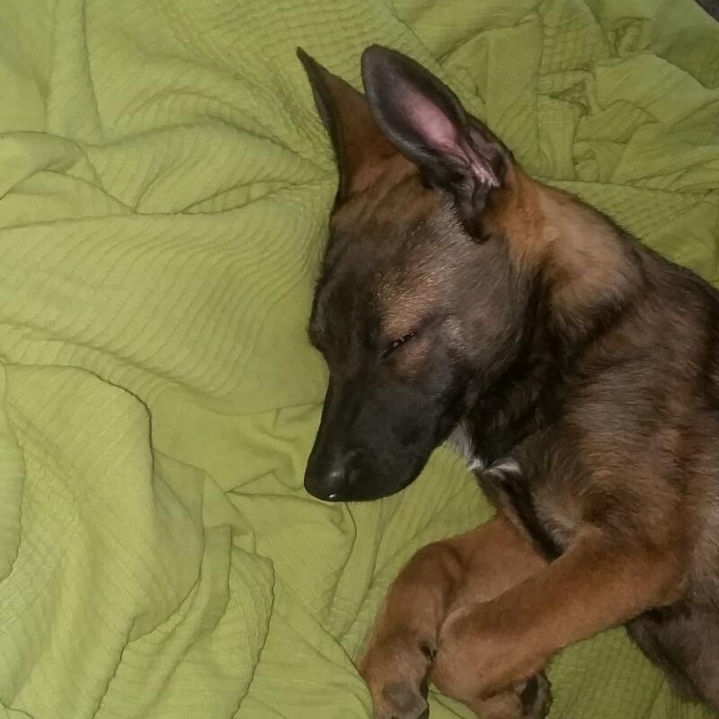 Belgischer Schaferhund Malinois Hunde