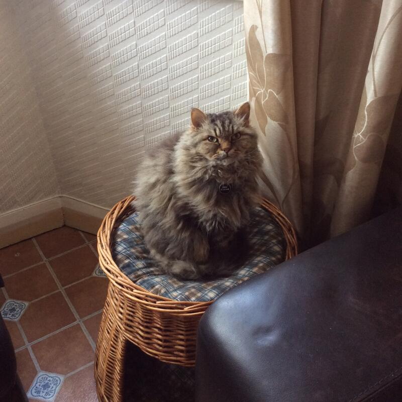 Selkirk Rex Katzen Informationen Zu Den Rassen Omlet