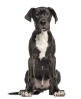 Deutsche Dogge