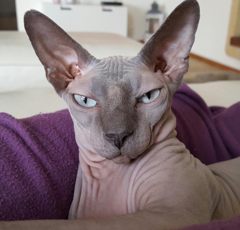 Sphynx Katzen Rassen Information Omlet