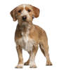 Basset Fauve De Bretagne