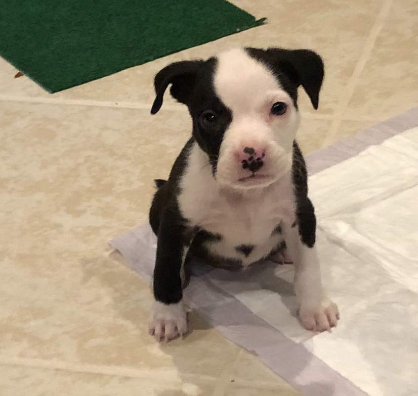 Staffordshire Bullterrier Hunde Informationen Zu Den Bienenarten