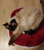 Ximi liebt ihr neues Bett heiß und innig.. 
