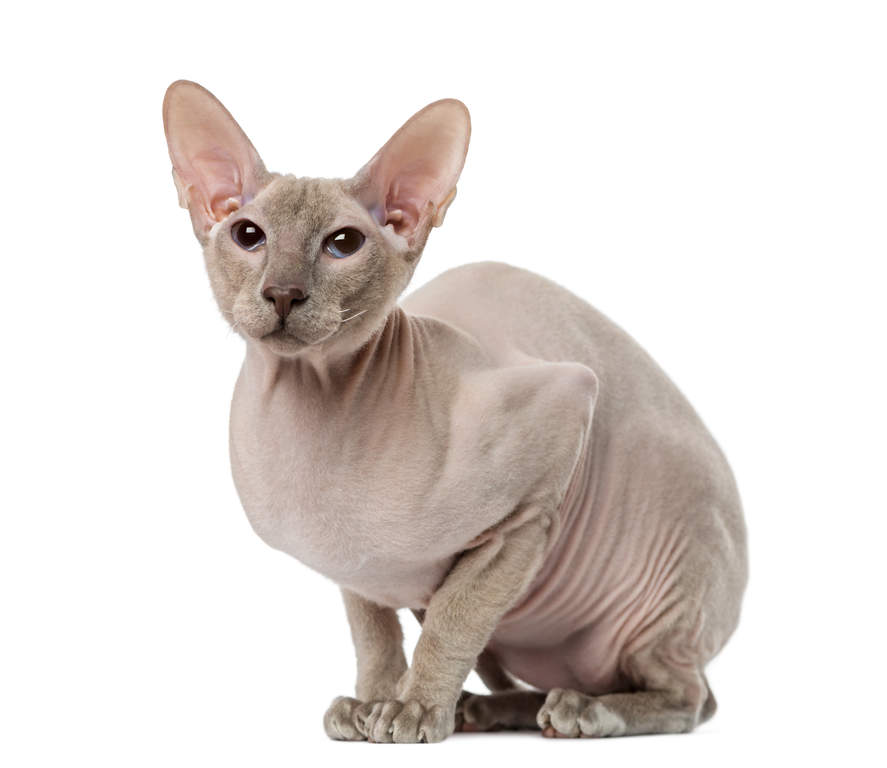 Peterbald Katzen Rassen Information Omlet
