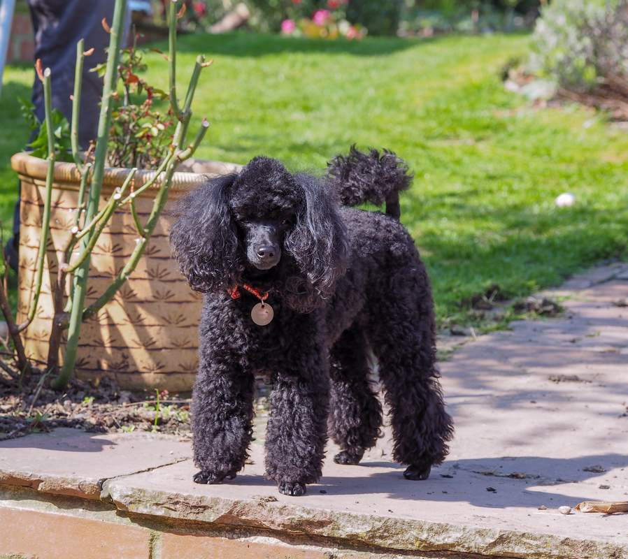 Toy Pudel Hunde Rassen Information Omlet
