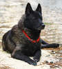 Norwegischer Elchhund