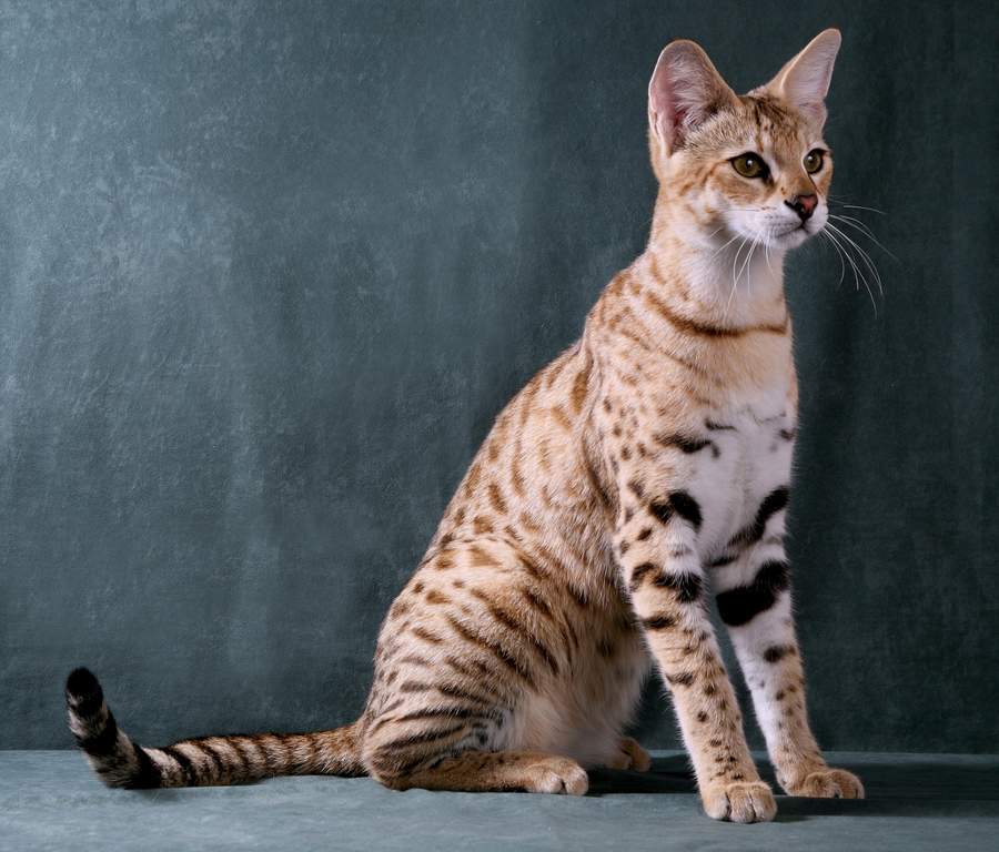 Savannah | Katzen | Informationen zu den Bienenarten | Omlet