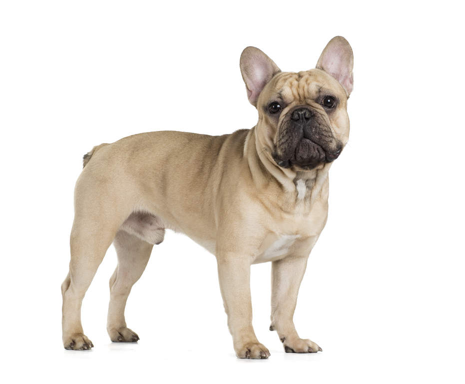 Franzosische Bulldogge Hunde Informationen Zu Den Bienenarten Omlet