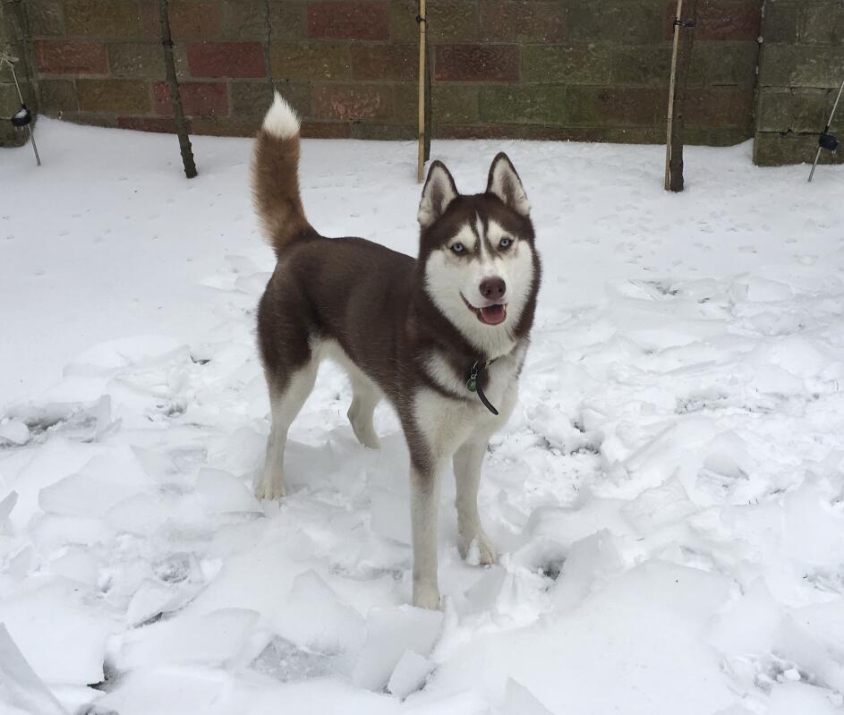 Siberian Husky Hunde Informationen Zu Den Rassen Omlet