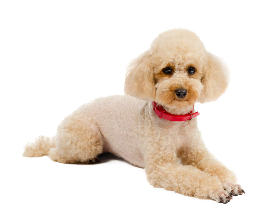 Toy Pudel Hunde Informationen Zu Den Rassen Omlet