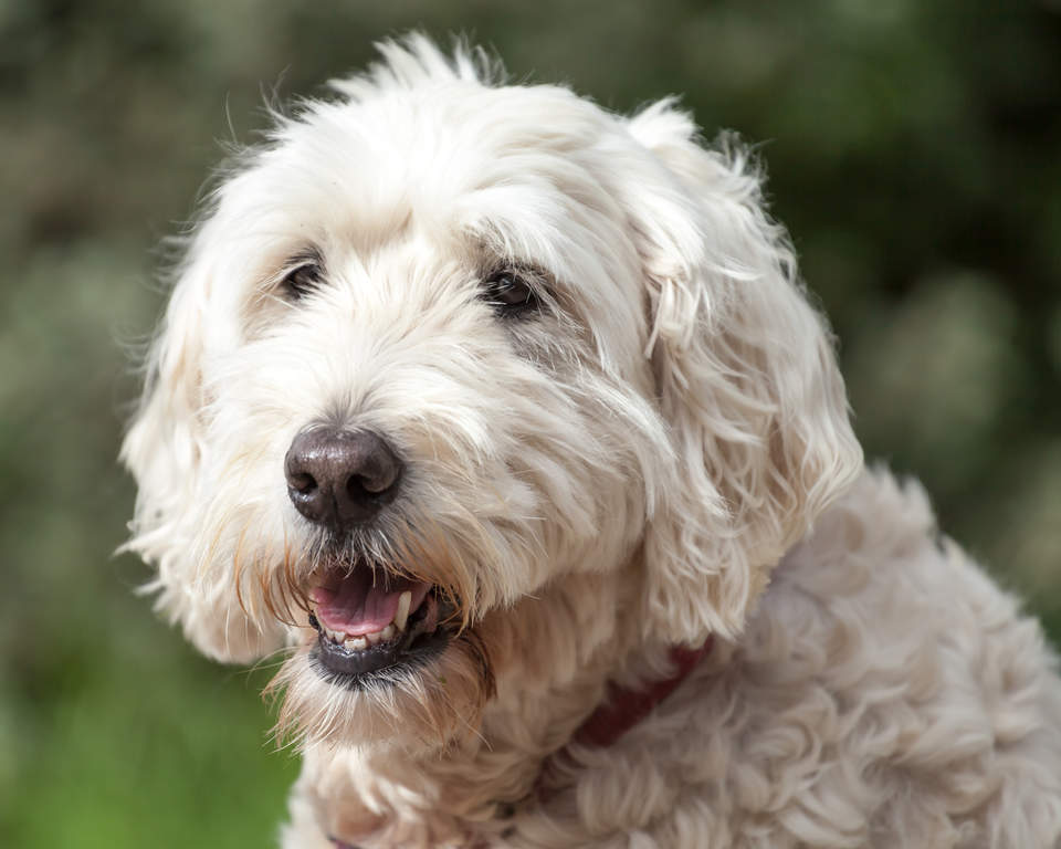 irish soft cotton wheaten terrier