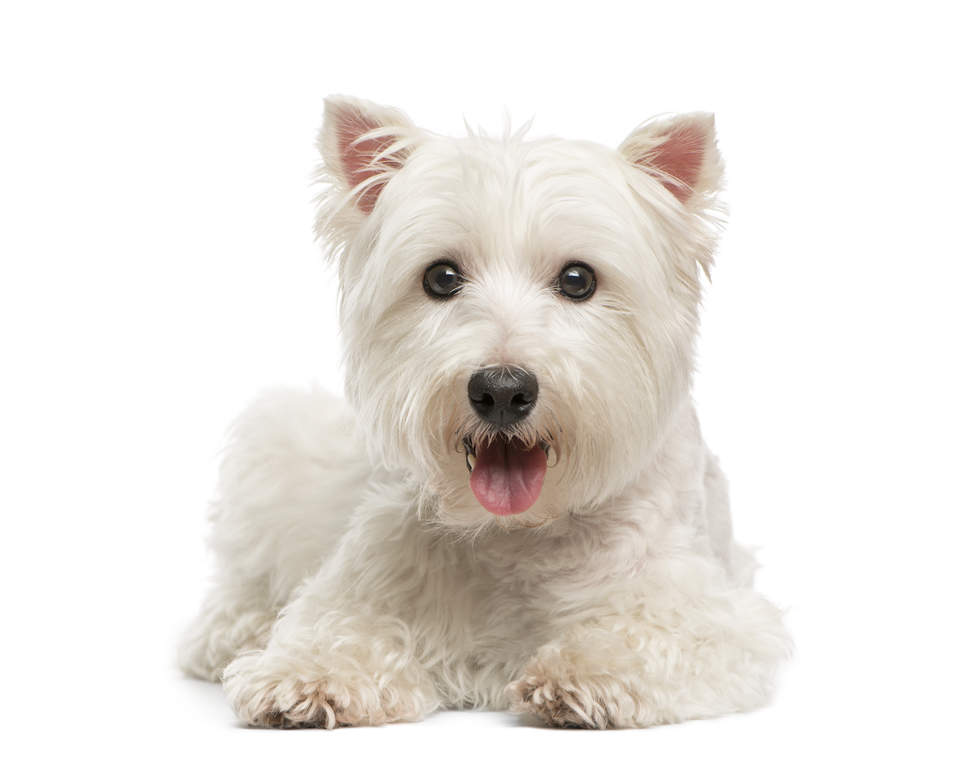 West Highland Terrier Hunde Rassen Information Omlet