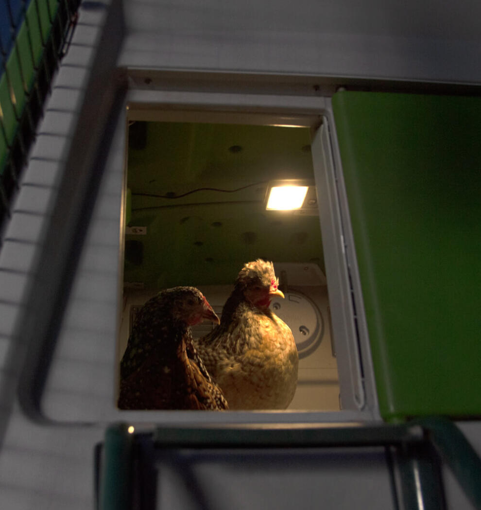 Hühner in einem stall mit stallbeleuchtung