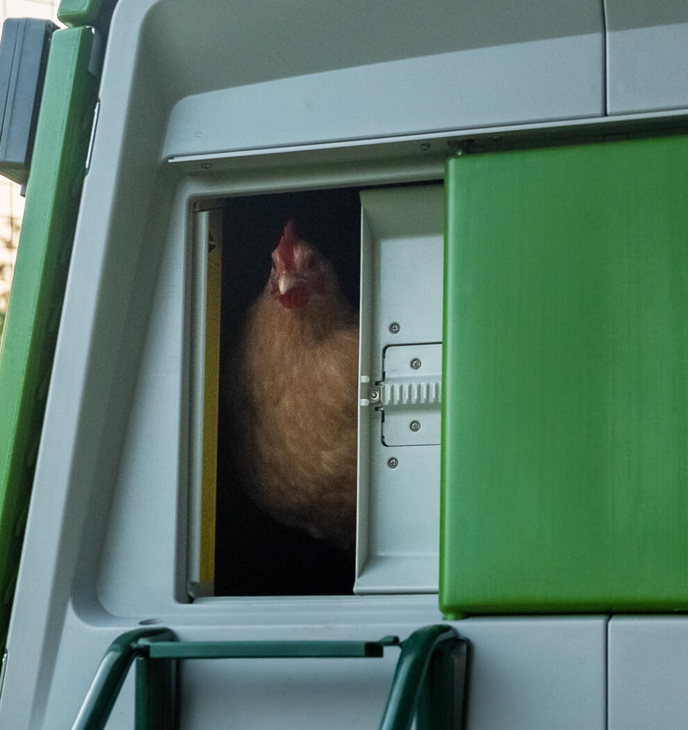 Huhn, das aus einer schließung herausschaut Autodoor