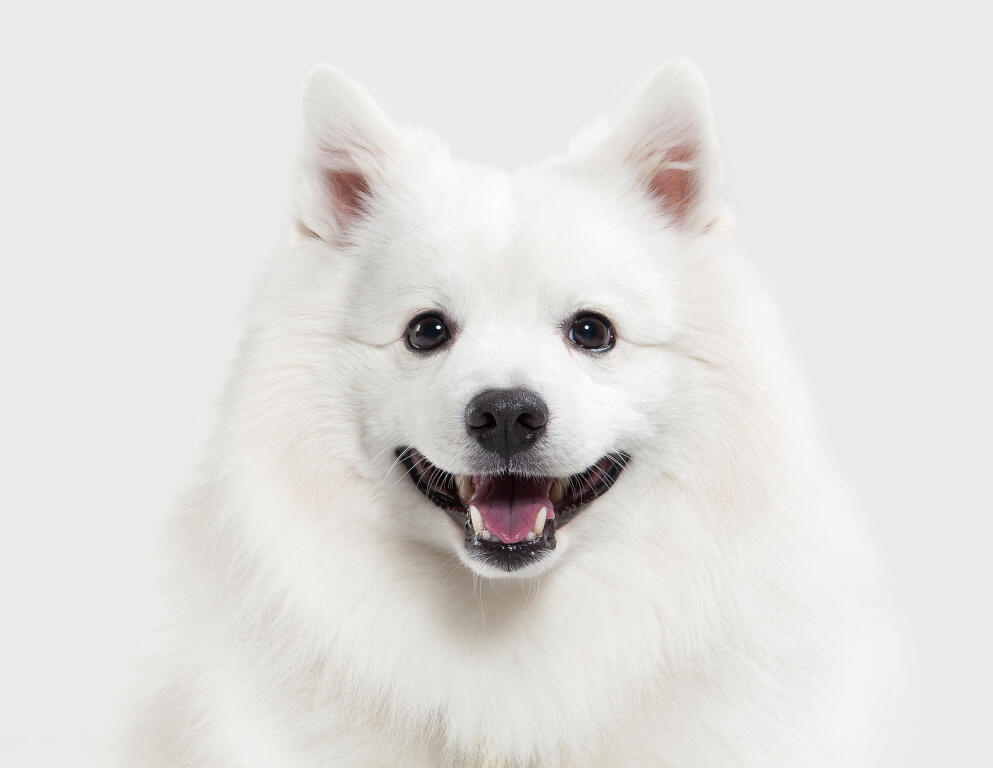 Japanese Spitz Hunde Informationen Zu Den Bienenarten Omlet Japanese Spitz Hunde Informationen Zu Den Bienenarten Omlet