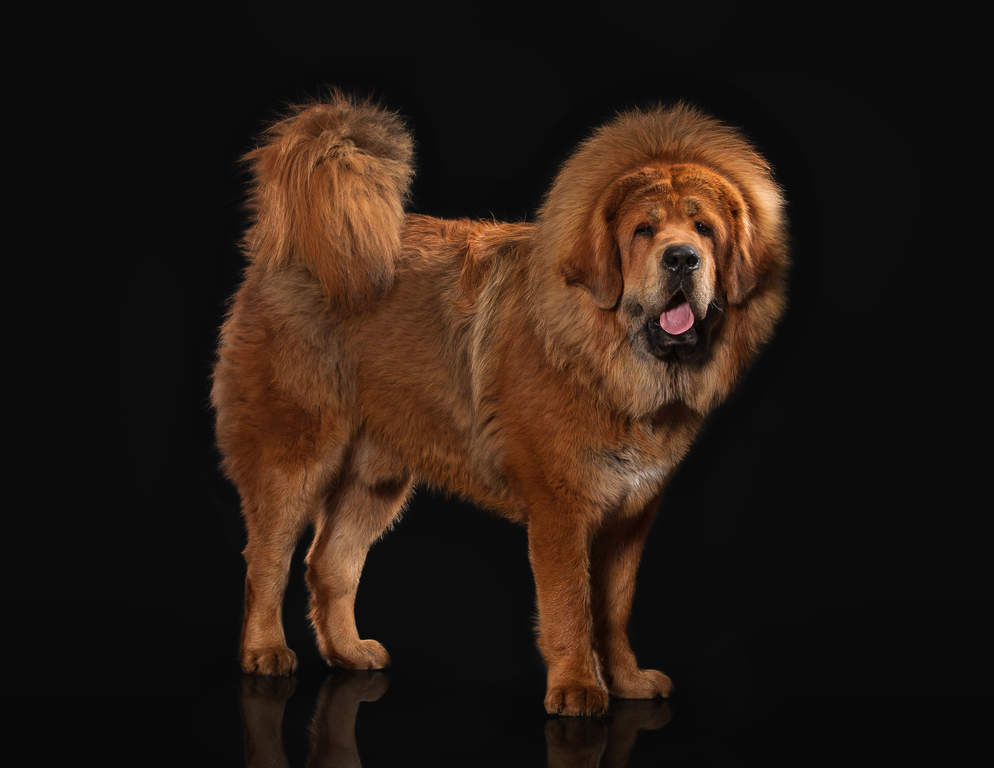 Do Khyi From Top Of The World Do Khyi (Tibetanische Dogge) | Hunde | Informationen zu den Bienenarten