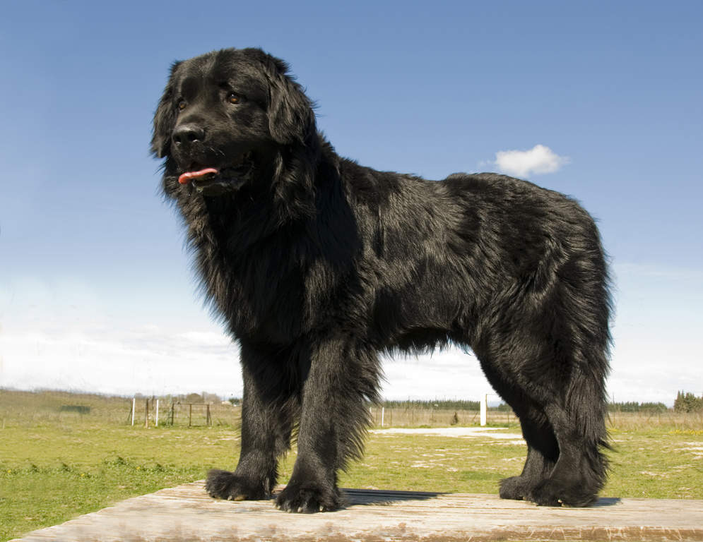 Neufundlander Hunde Informationen Zu Den Rassen Omlet