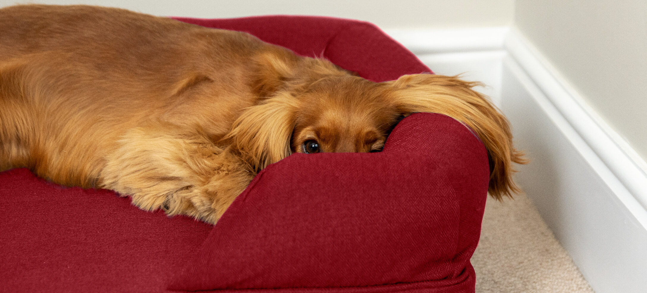 Ein Cocker Spaniel ruht sich auf seinem Omlet Hundesofa aus