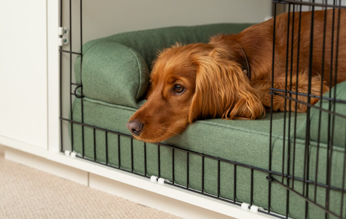 Ein Hund ruht sich in einer Hundebox aus