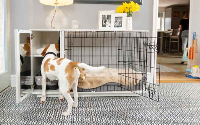 Ein Hund schaut in die Garderobe der Hundebox