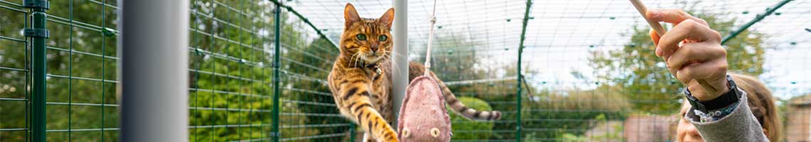 Eine Katze spielt im Outdoor-Katzengehege mit einem Katzenspielzeug