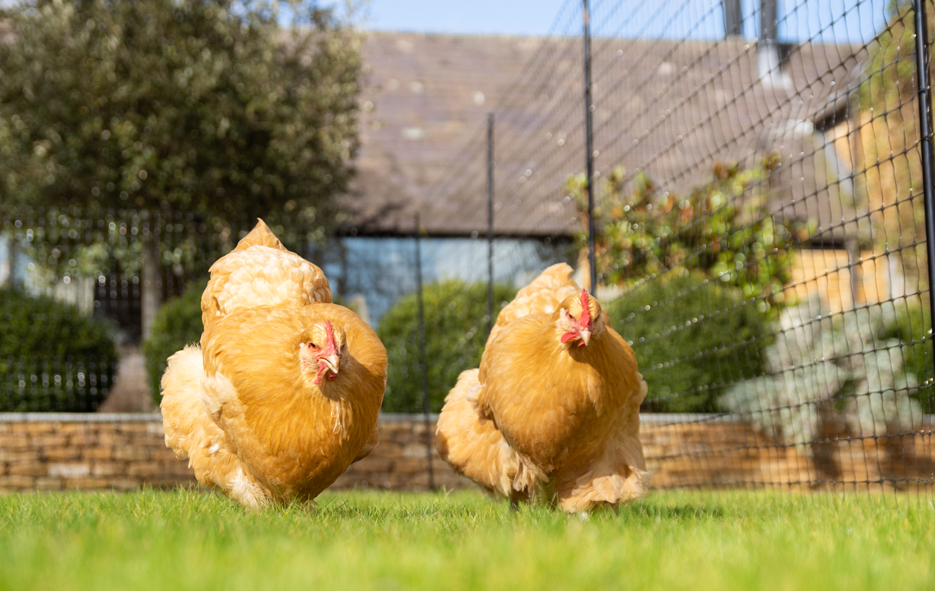 Zwei Hennen wandern neben dem Omlet Hühnerzaun entlang