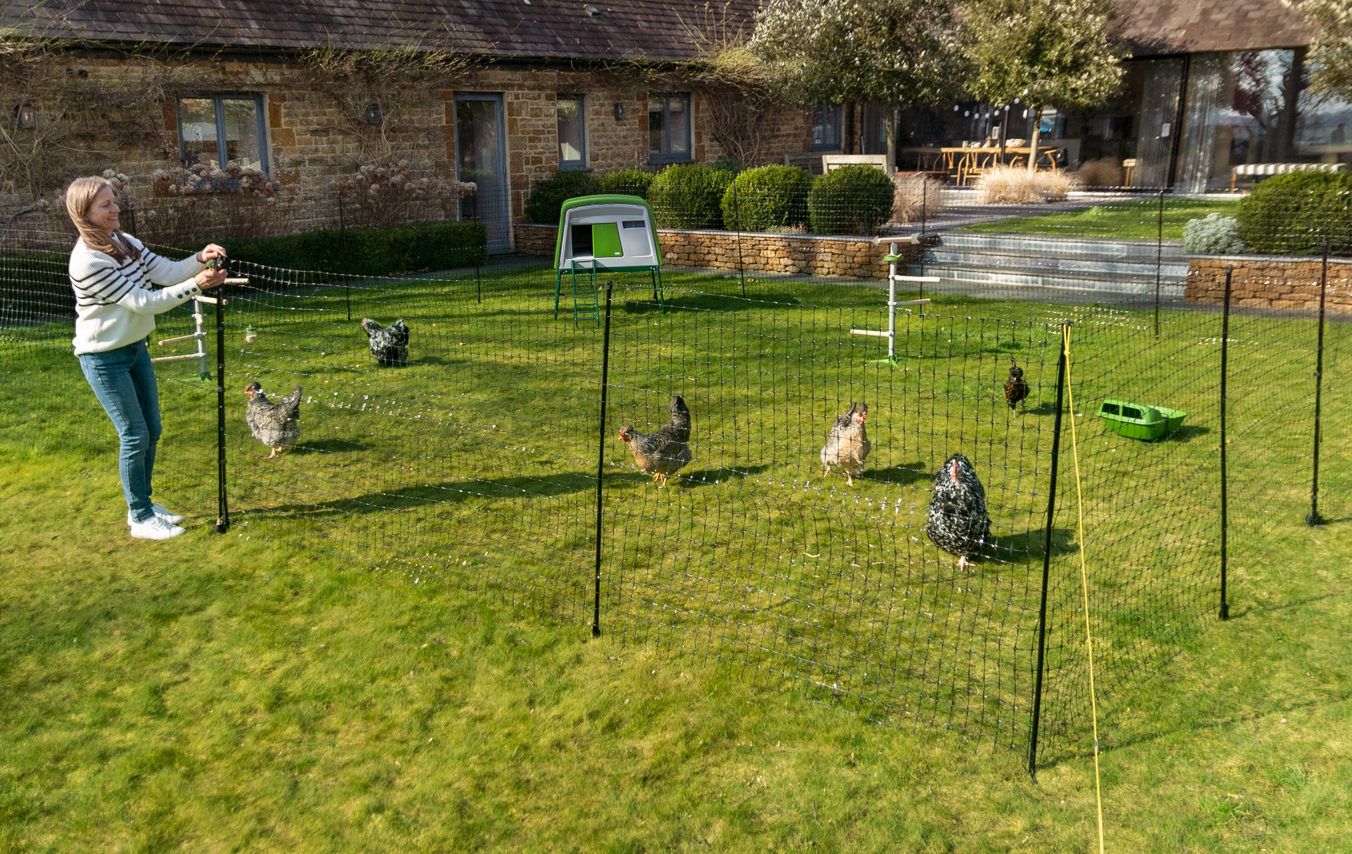 Hühner, die im Garten mit dem Omlet Hühnerzaun eingezäunt sind